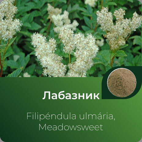  Лабазника экстракт сухой 