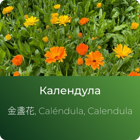 Календулы экстракт сухой Календулы экстракт сухой