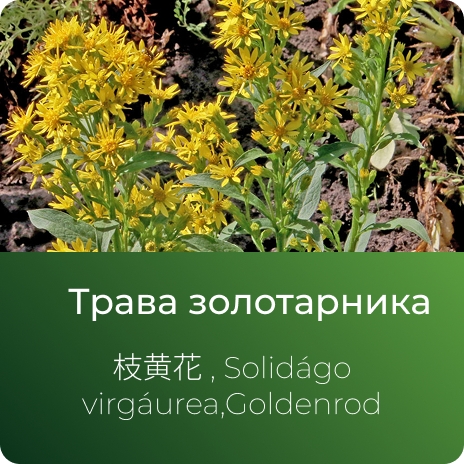 Золотарника экстракт сухой Золотарника экстракт сухой