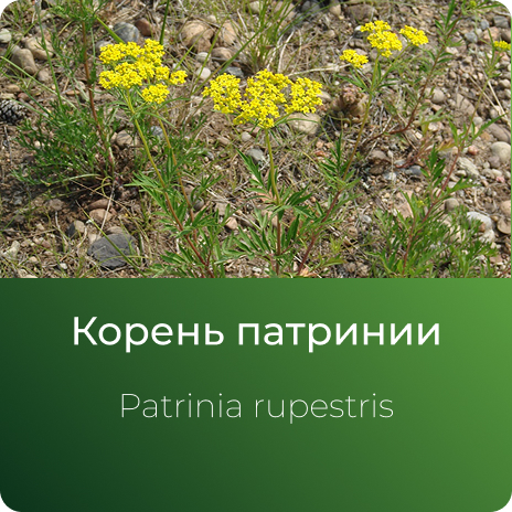 Патринии экстракт сухой Патринии экстракт сухой