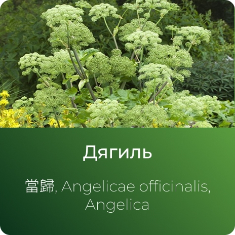 Дягиля экстракт сухой