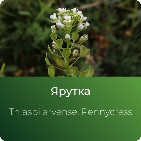 Ярутки экстракт сухой