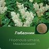  Лабазника экстракт сухой 