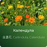 Календулы экстракт сухой Календулы экстракт сухой