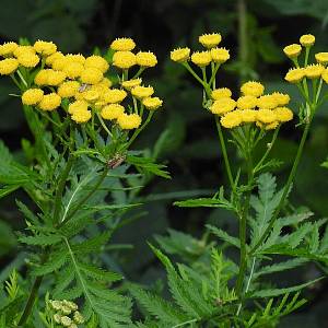 Пижма – соцветия