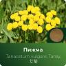 Пижмы экстракт сухой Пижмы экстракт сухой