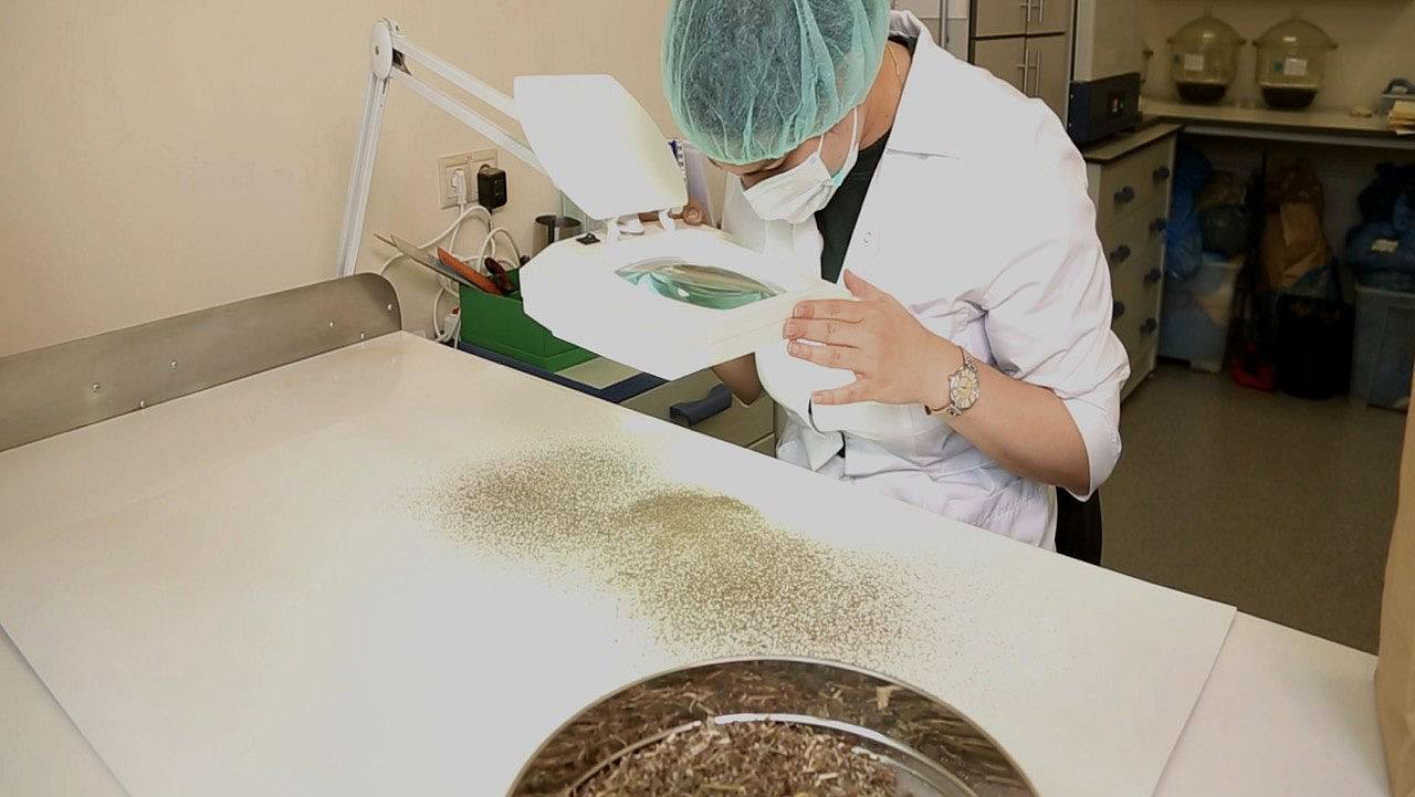 От поля до упаковки: как выстроена система качества лекарственного сырья