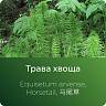 Хвоща экстракт сухой Хвоща экстракт сухой