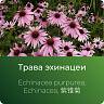 Эхинацеи экстракт сухой Эхинацеи экстракт сухой