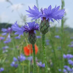 Василек – цветки