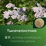 Тысячелистника экстракт сухой