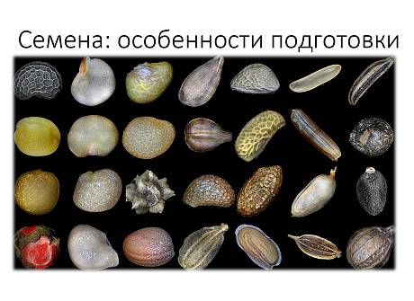 Запись вебинара "Семена: особенности подготовки"