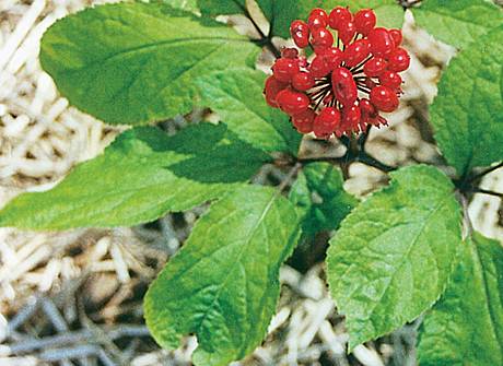 Лидер рынка женьшеня ищет партнеров для выпуска инновационных продуктов