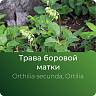 Боровой матки (ортилии) экстракт сухой Боровой матки (ортилии) экстракт сухой