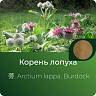 Лопуха экстракт сухой Лопуха экстракт сухой