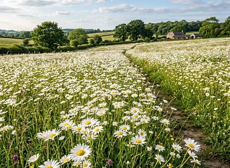 Все видеокурсы и записи вебинаров по лекарственному растениеводству Все видеокурсы и записи вебинаров по лекарственному растениеводству