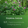 Пиона экстракт сухой