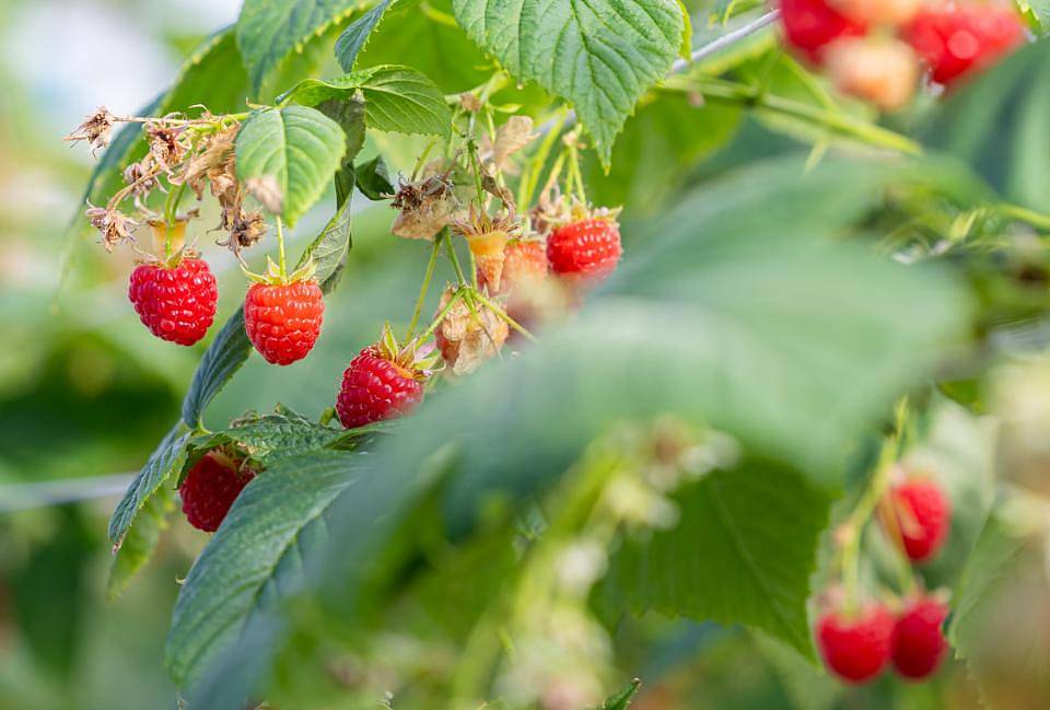 В Тимирязевке собрали зимний урожай малины В Тимирязевке собрали зимний урожай малины