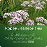  Валерианы экстракт сухой