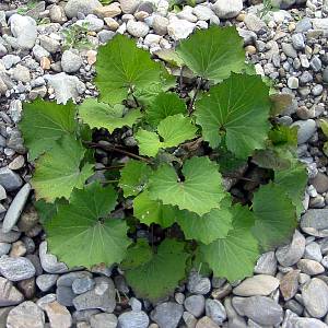 Мать-и-мачеха – листья