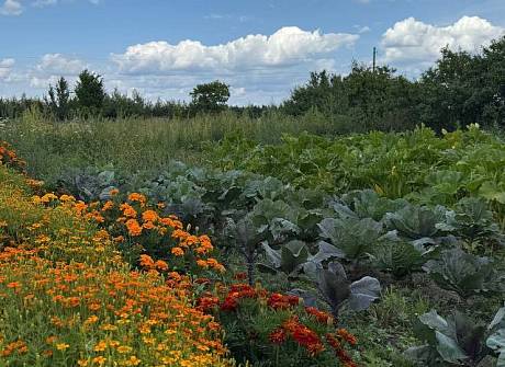Аптекарский огород – ключ к здоровью и долголетию Аптекарский огород – ключ к здоровью и долголетию
