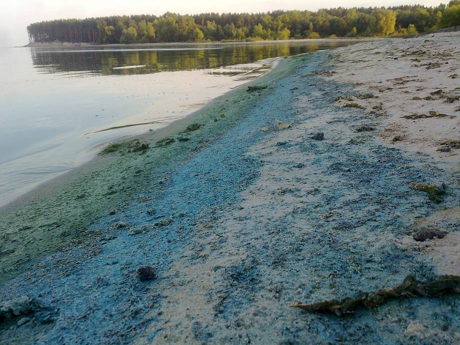 Сине-зелёные водоросли / Википедия