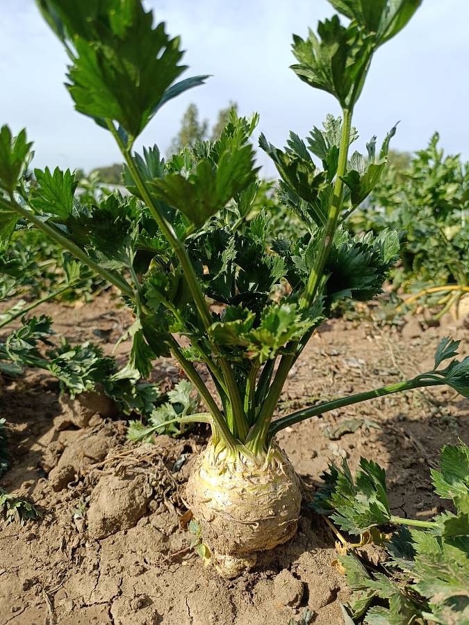 Журнал Журнал