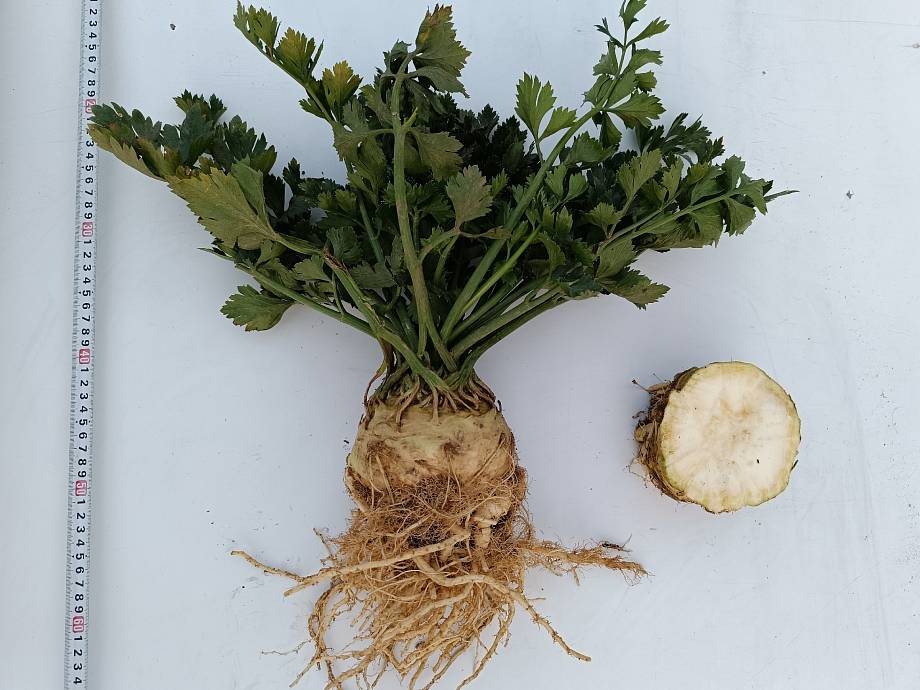 Журнал Журнал