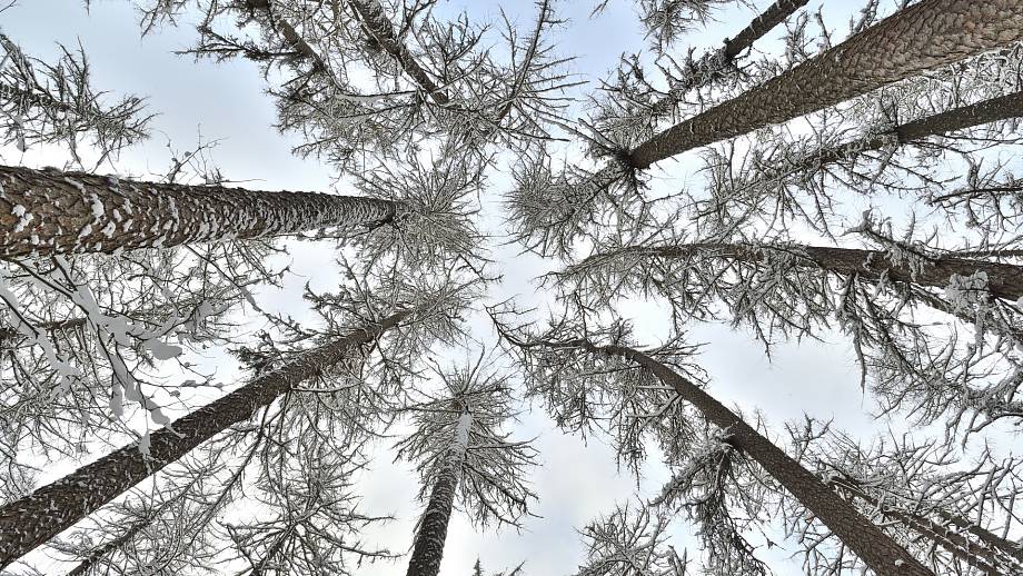 Лиственница сибирская / Wikipedia