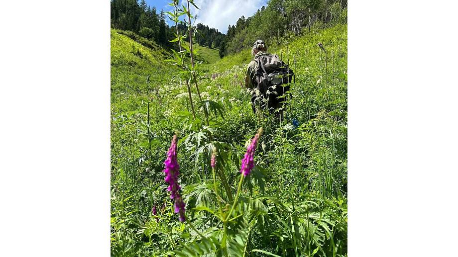 Травы Горного Алтая