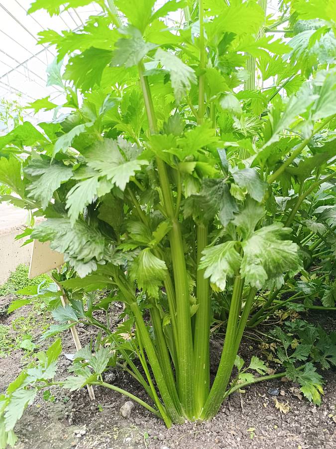 Журнал Журнал