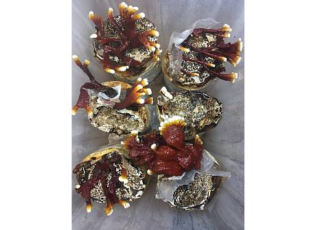 "Здоровые грибы": противопоставить Китаю мы можем только качество