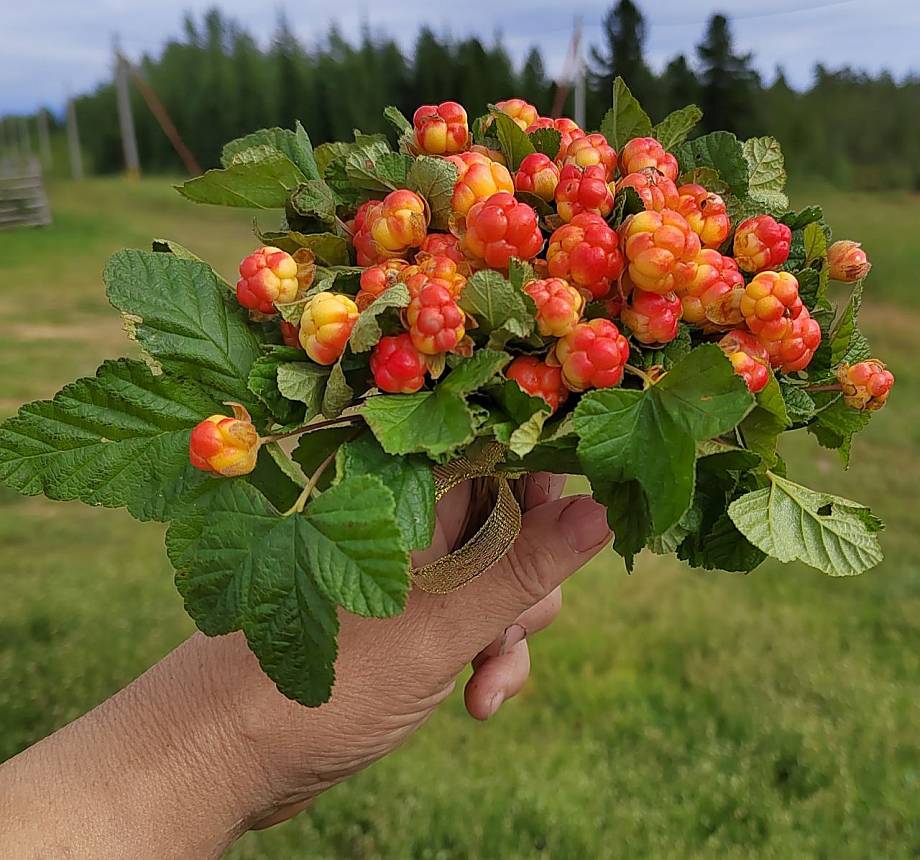 Журнал