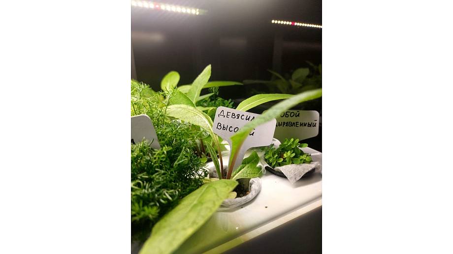 Так ратет девясил