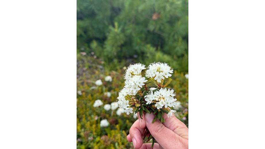 Журнал Журнал