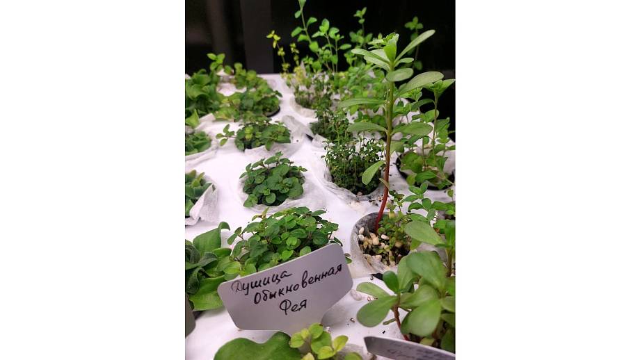 Грядки с микрозеленью