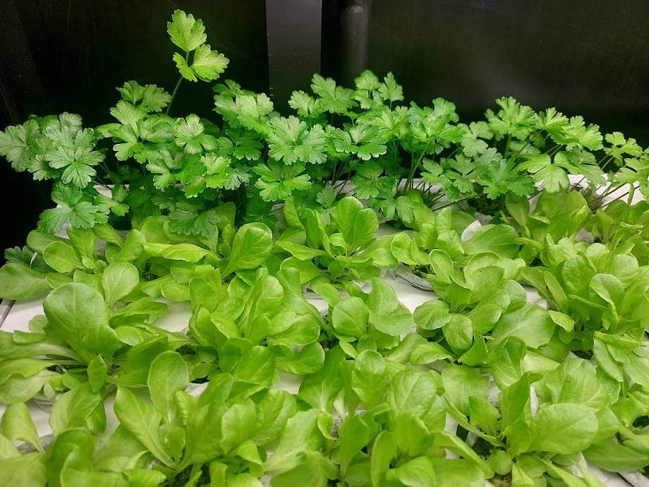 Грядки с микрозеленью